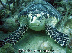 Hawksbill Turtle,Vieques Puerto Rico,Camera DC500 by Pedro Hernandez 